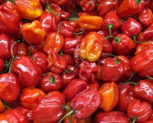 Habanero Peppers - 2lbs