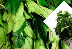 Oha Leaves - Frozen